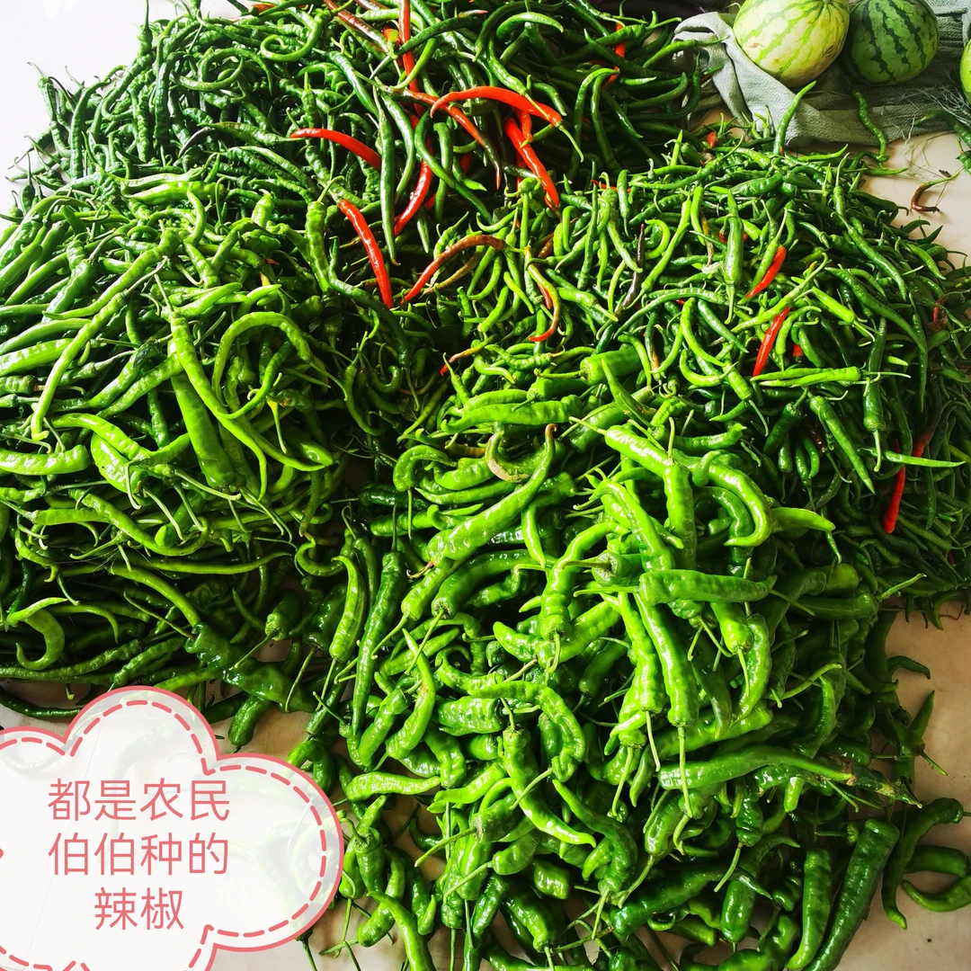 湖南本地露天种植辣椒青辣椒