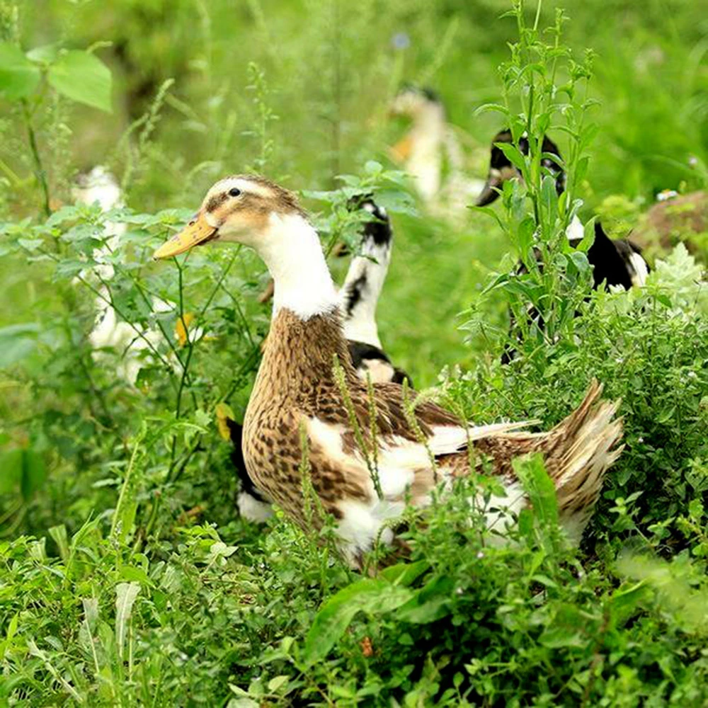 【云养麻鸭 】一年12只两斤按月配送大别山罗田县农家散养 顺丰包邮