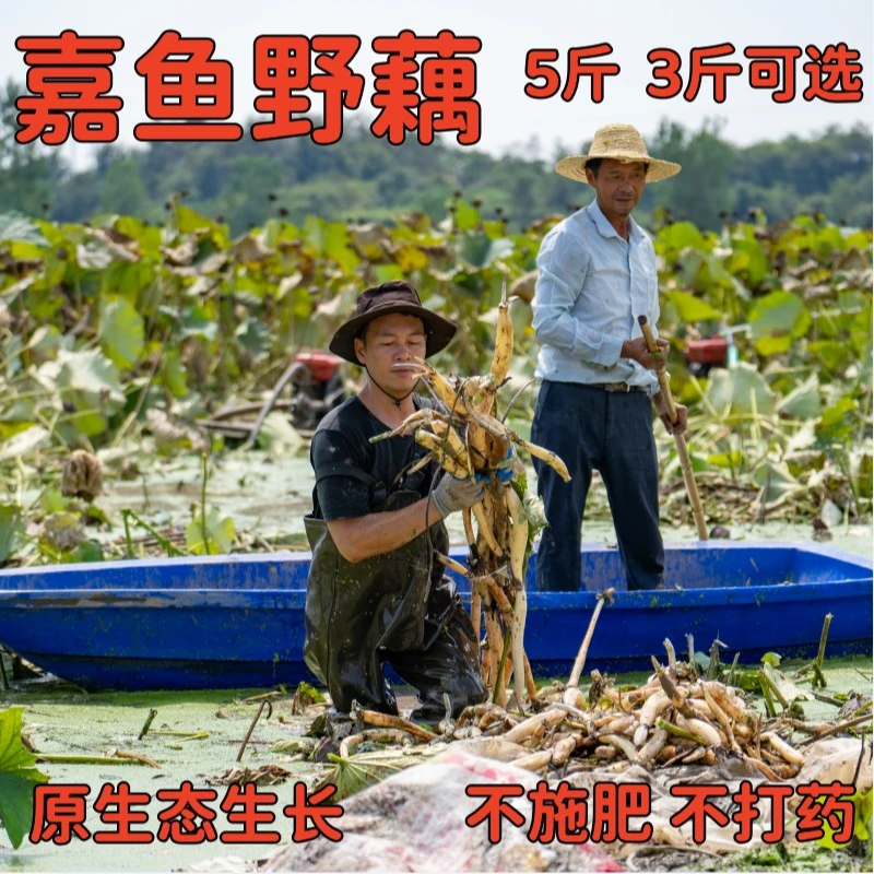 湖地野藕湖北特产嘉鱼野藕精品粉藕粉藕糯新鲜正宗莲藕天然清炒