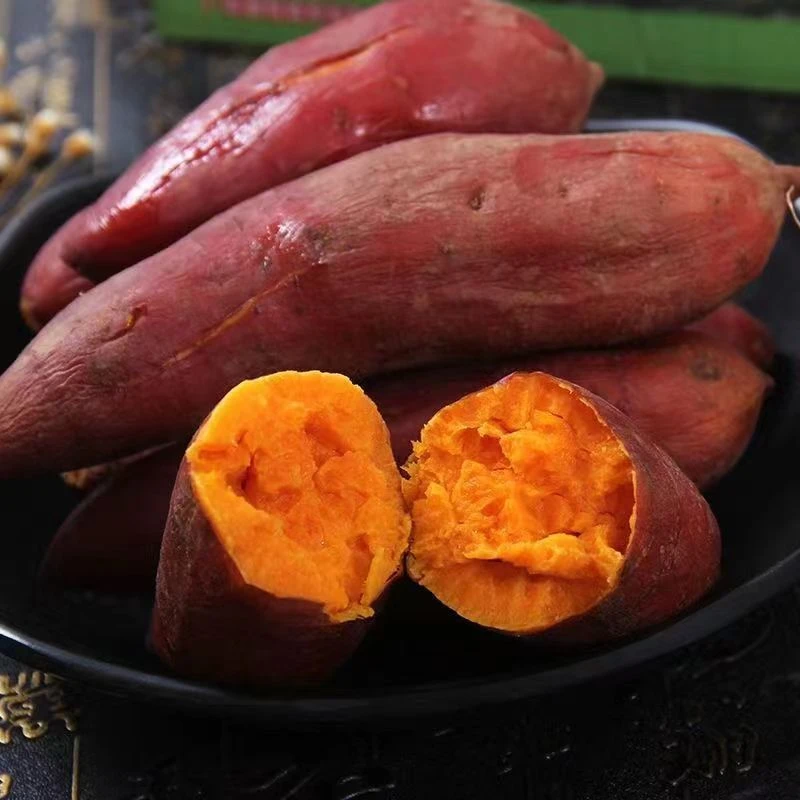 宜城西瓜红红薯 5斤 香甜软糯皮薄无筋