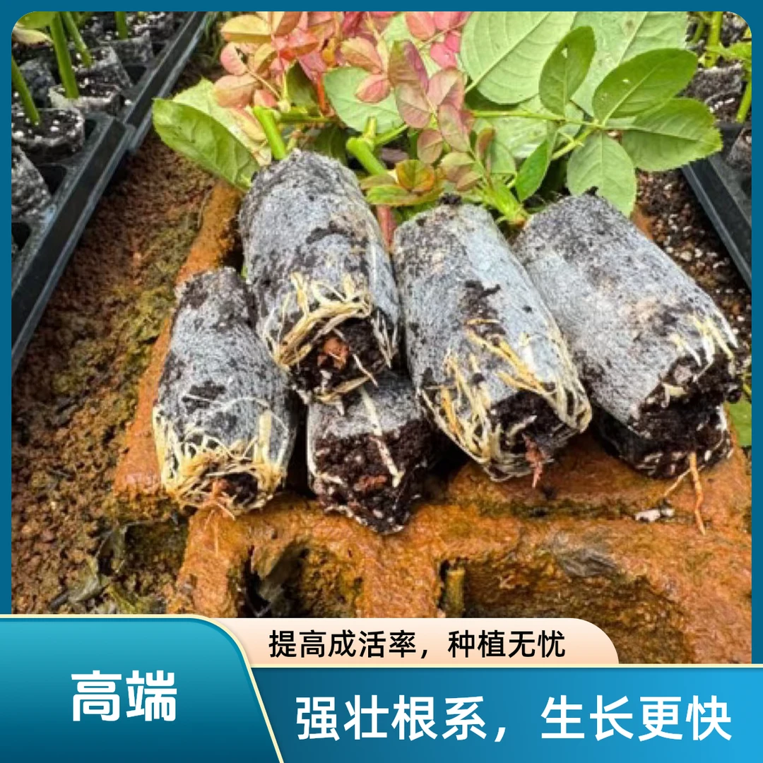 切花玫瑰直发盆栽地栽室内室外均可种植四季玫瑰花茶室盆景带土杯