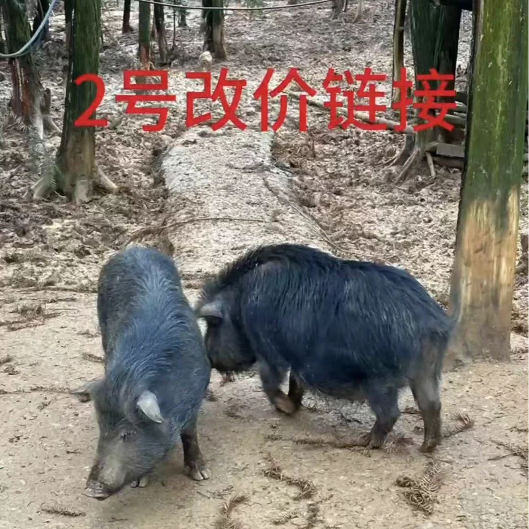 【2号改价链接】原生态散养藏香猪 现杀现称 （重量以直播现称为准）