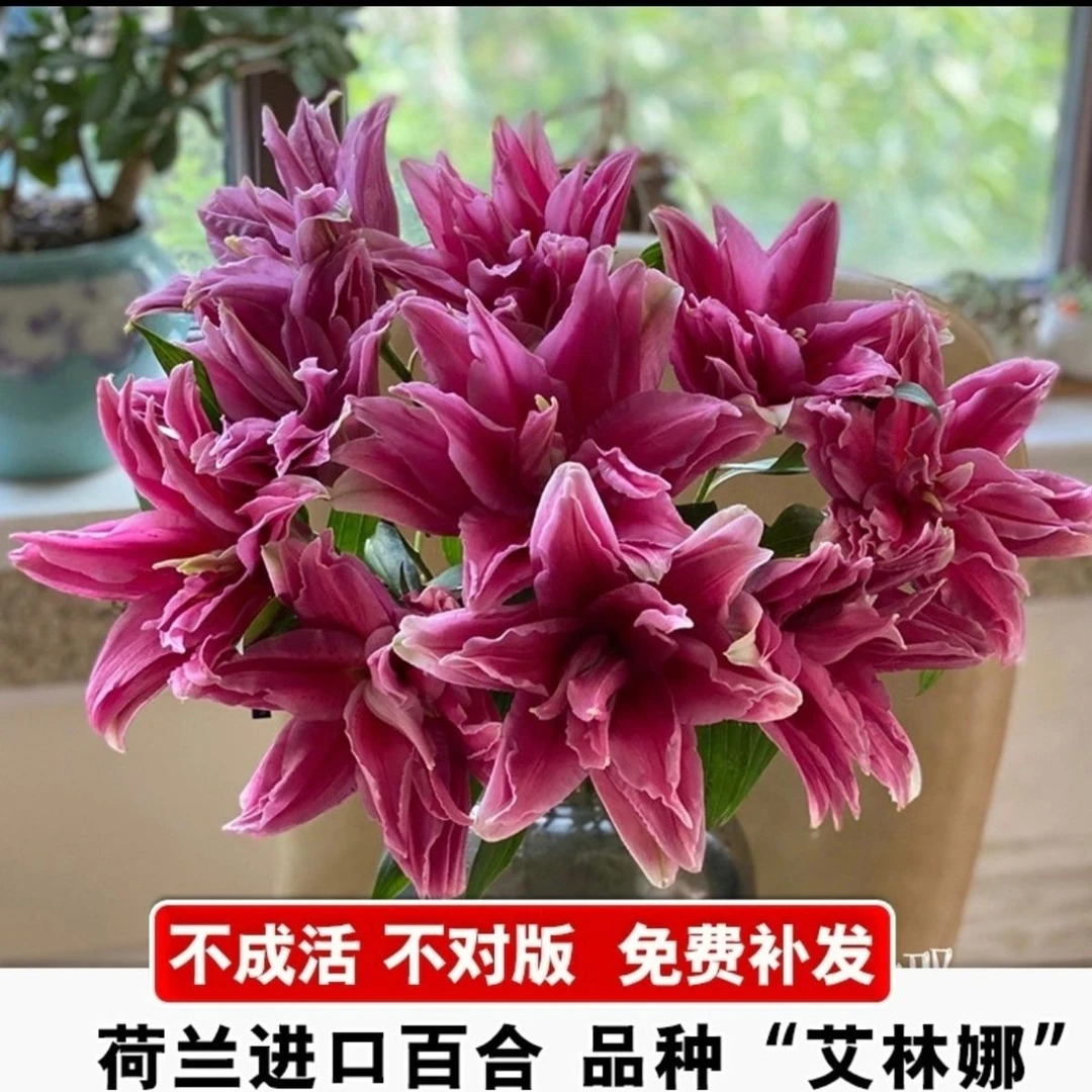百合花盆栽种球香水百合四季花卉好养易活室内植物浓香百合花园艺