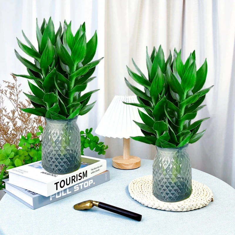 【拍1发2】观音竹富贵竹水培植物盆栽室内花卉绿植简单好养带树脂盆