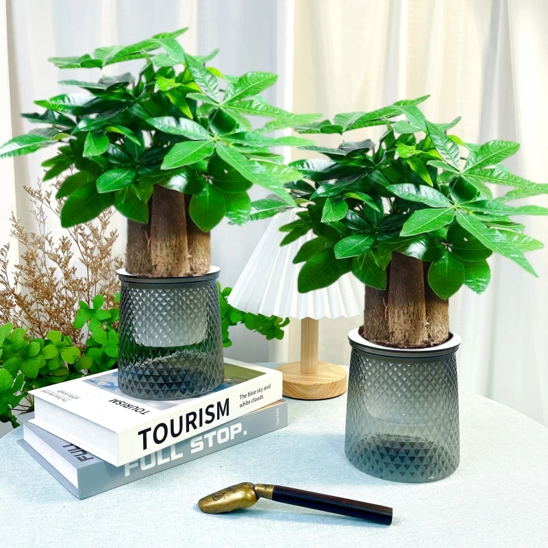 【买一送一】发财树室内美观绿植办公室好养易活桌面盆栽花卉植物