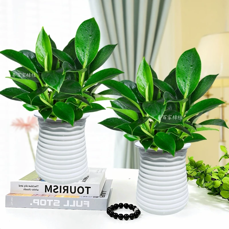 【拍1发2】金钻绿公主室内办公室绿植盆栽美观好养植物吸甲醛配胶盆