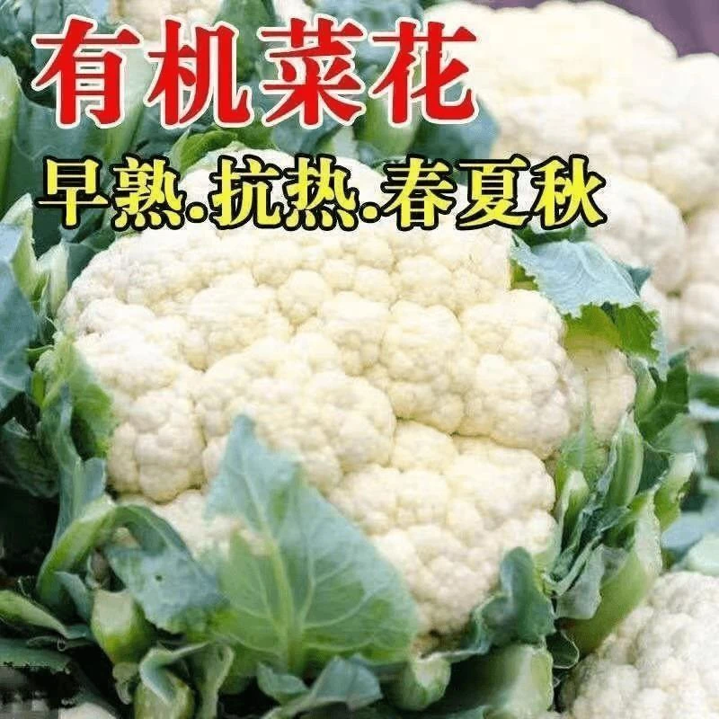 【全店满5元包邮】花椰菜种子雪妃早熟耐热菜花四季阳台小院易种