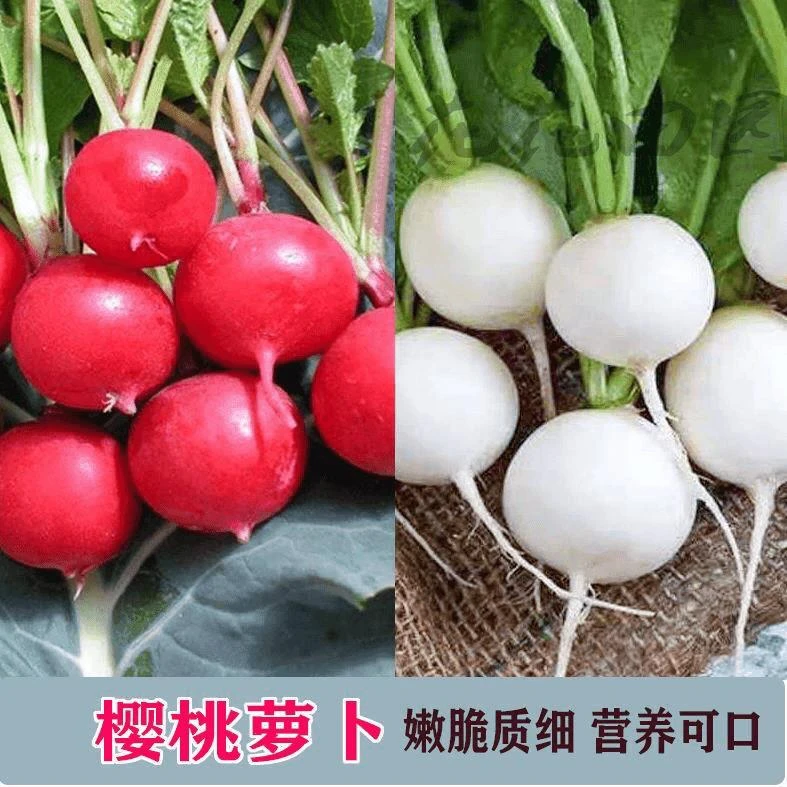 【满5元包邮】樱桃萝卜种子白丁水萝卜小萝卜超早熟阳台盆栽四季