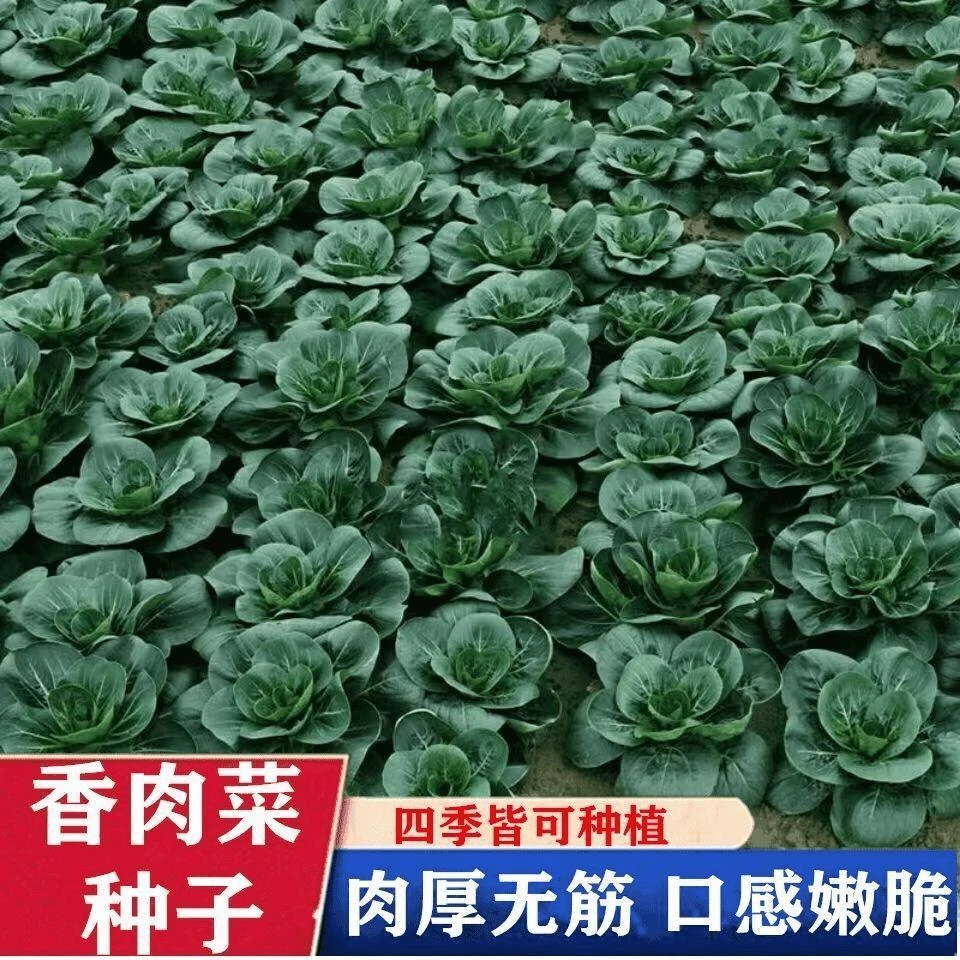 【满5元包邮】【今年新种】台湾香肉菜种子耐寒耐热春秋四季播种