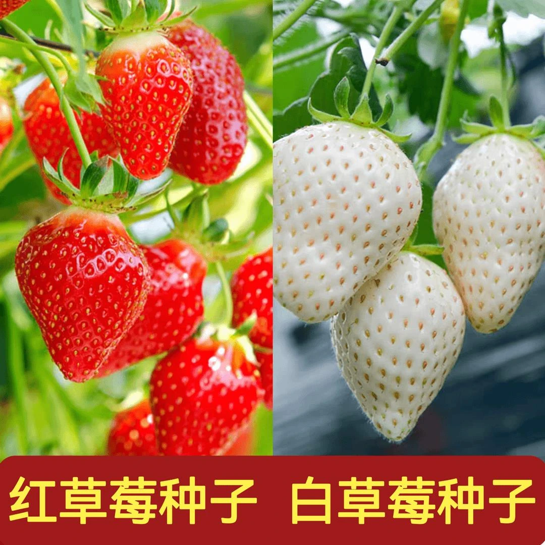 【全店满5元包邮】奶油草莓种子四季种植 阳台盆栽