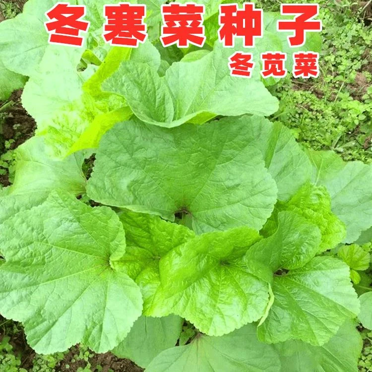 满5包包邮】冬寒菜种籽冬苋菜种子冬葵糯米冬寒菜四川秋冬季盆栽