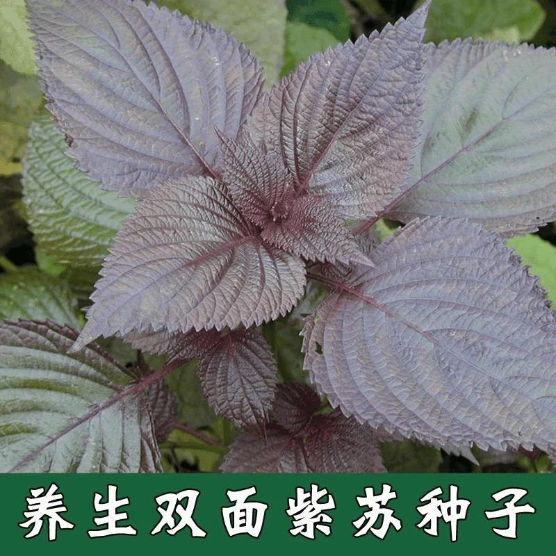 【满五元包邮】紫苏种子双面紫苏四季可种养生药用紫苏阳台盆栽可