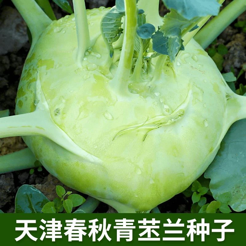 满5包包邮】天津春秋青苤兰种子生吃水果绿苤蓝四季栽培球茎甘蓝