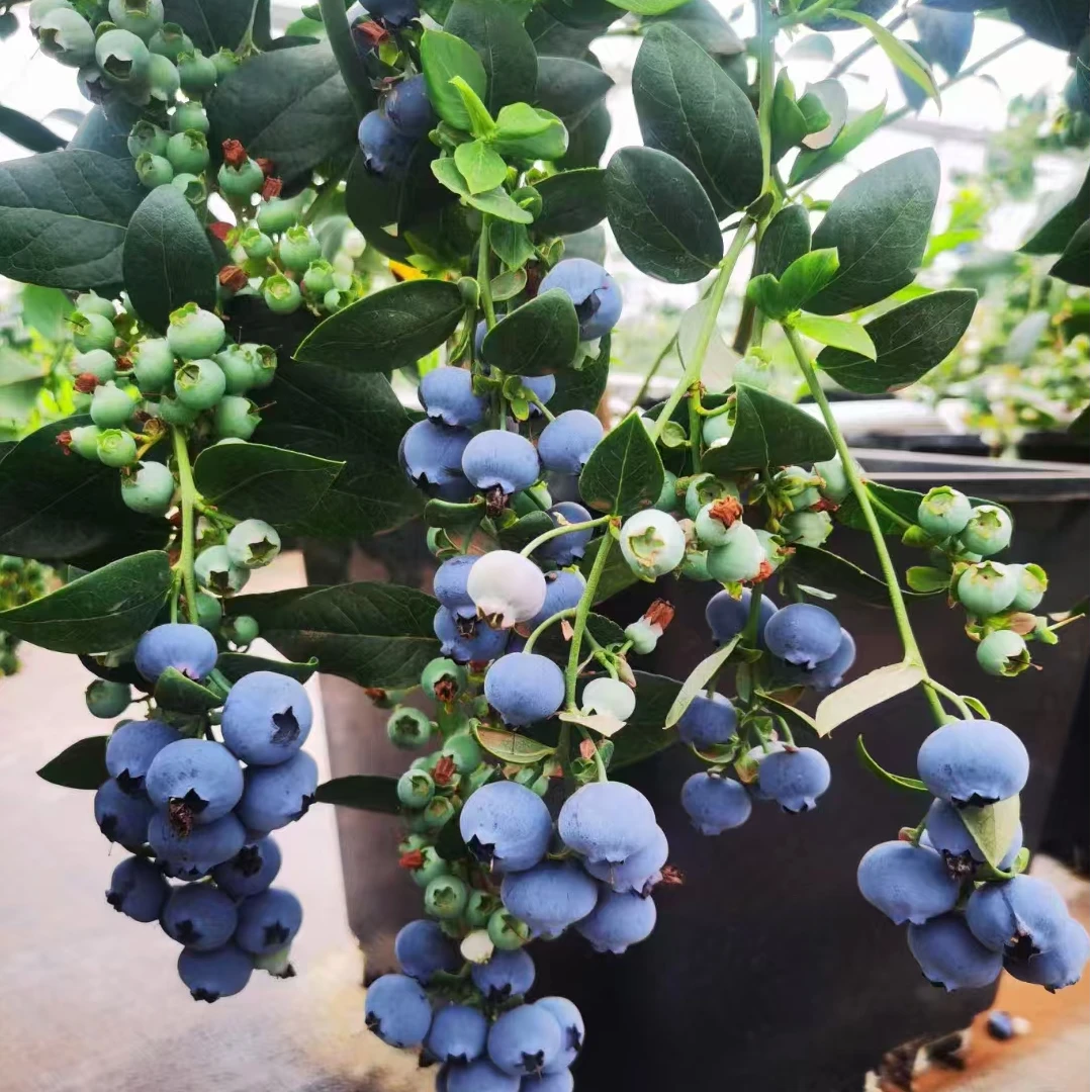 （大果子蓝莓）树苗盆栽 牛眼大 好吃好养 果子多 口感好 带果发货