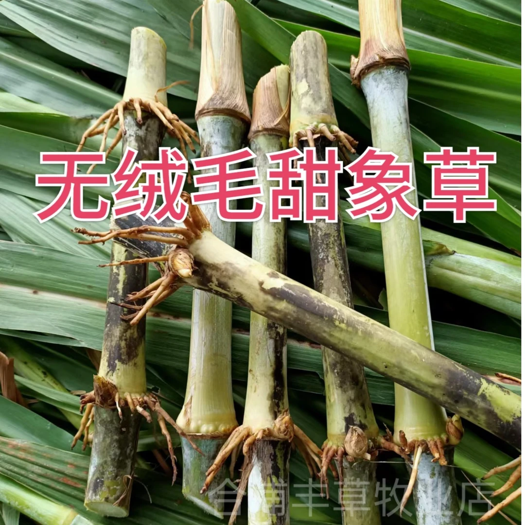 无绒毛甜象草四季多年生高产牧草现砍现发货