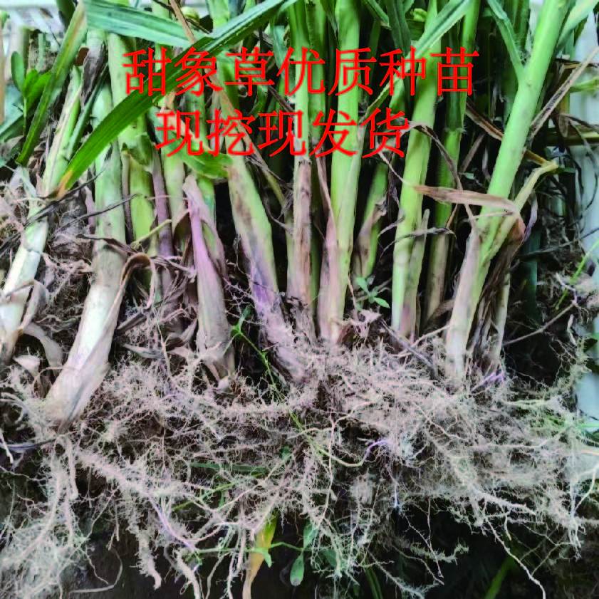 无绒毛甜象草优质种苗 分枝快 产量高 现挖现发货