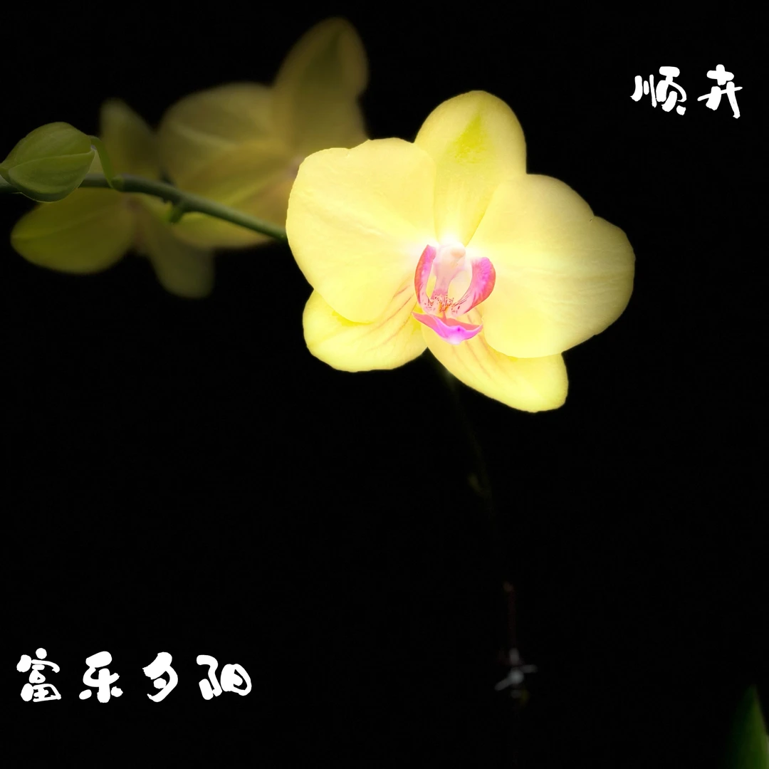 蝴蝶兰新苗 富乐夕阳3.5寸杯（带花剑）
