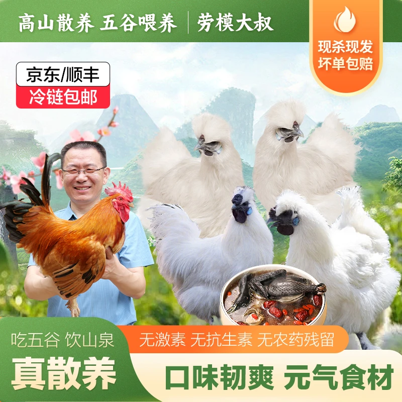 【买2送一】【白凤乌鸡】散养竹丝鸡单只净重1.6-2斤劳模大叔