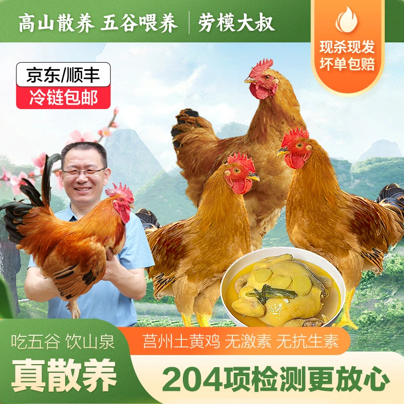 【买2莒州土黄童子鸡赠1黑脚老母鸡】5个月莒州童子鸡单只1.6-2.5斤