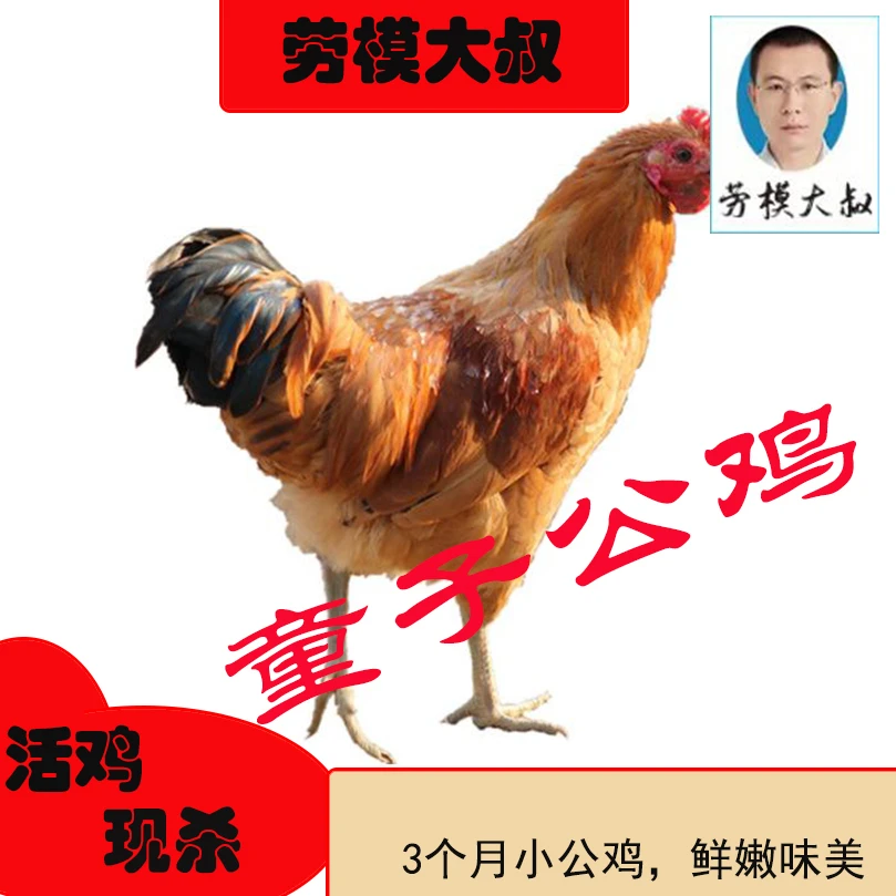 【4只装】 琅琊鸡童子鸡 单只净重1.3-2斤生态散养小公鸡SGS检测