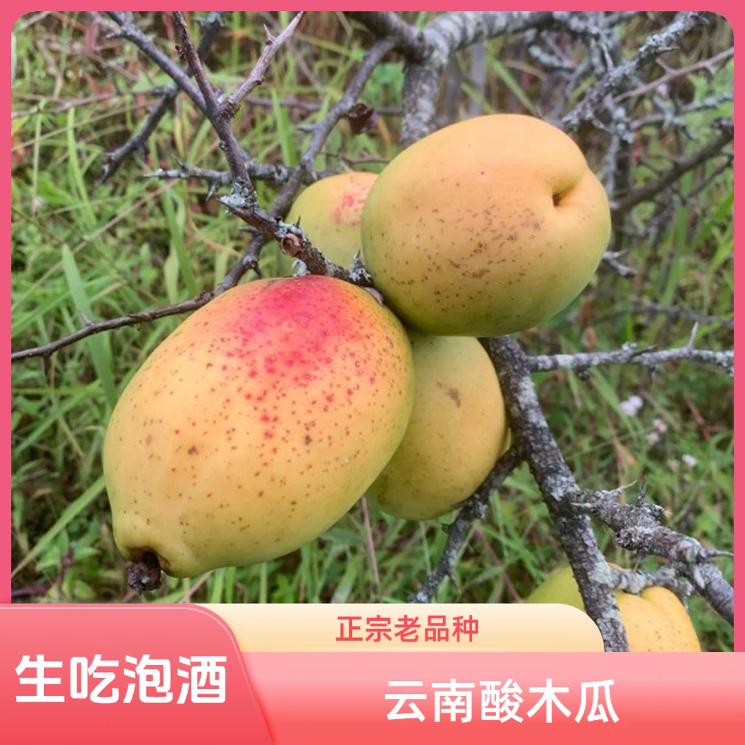 正宗云南老品种酸木瓜 孕妇酸水果 生吃 泡酒