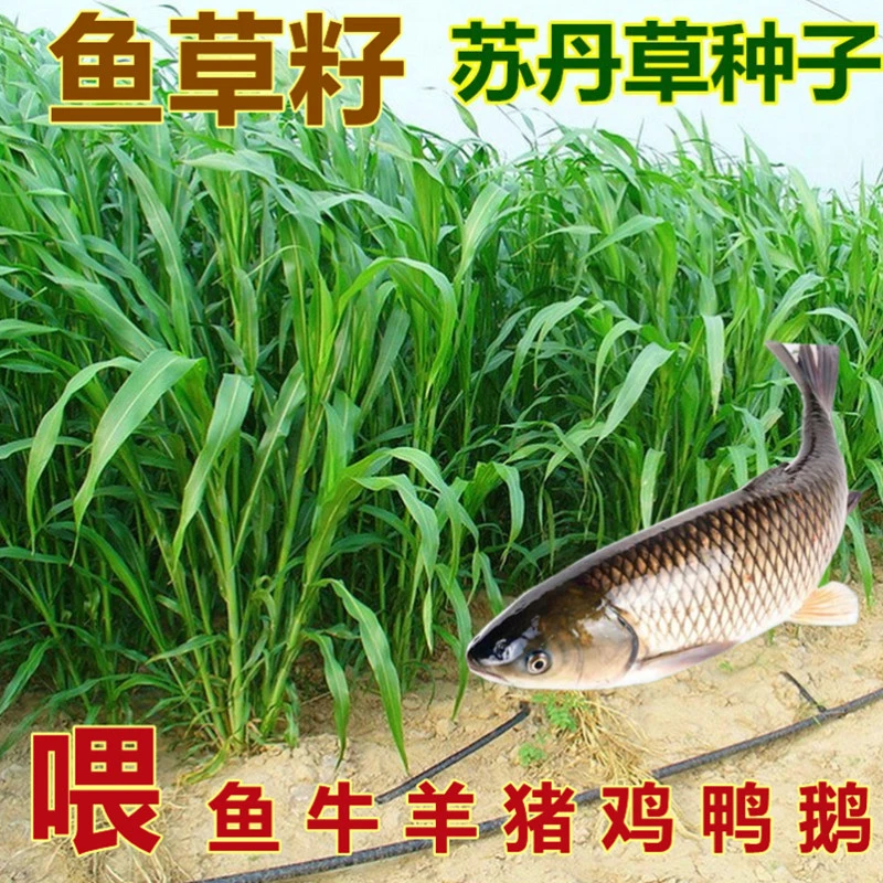 苏丹草牧草种子养殖鱼草籽可多次收割喂牛羊马猪鸡鸭鱼鹅的草种子