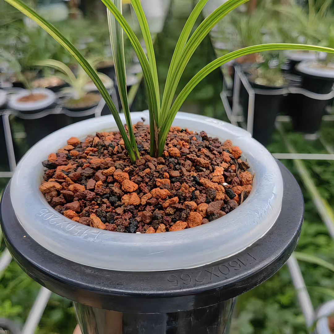 开元兰业【 兰花铺面石】富含矿物质， 保湿 ，美观 ，防虫，促芽
