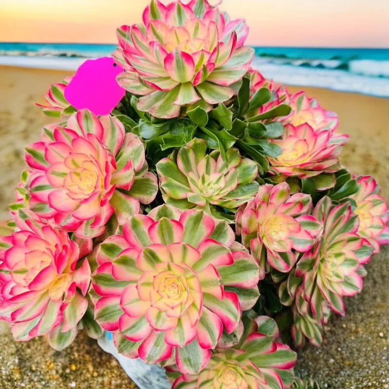 28-148花好月又圆抬头遇见喜法师多肉一物一拍绿植脱土老桩植物