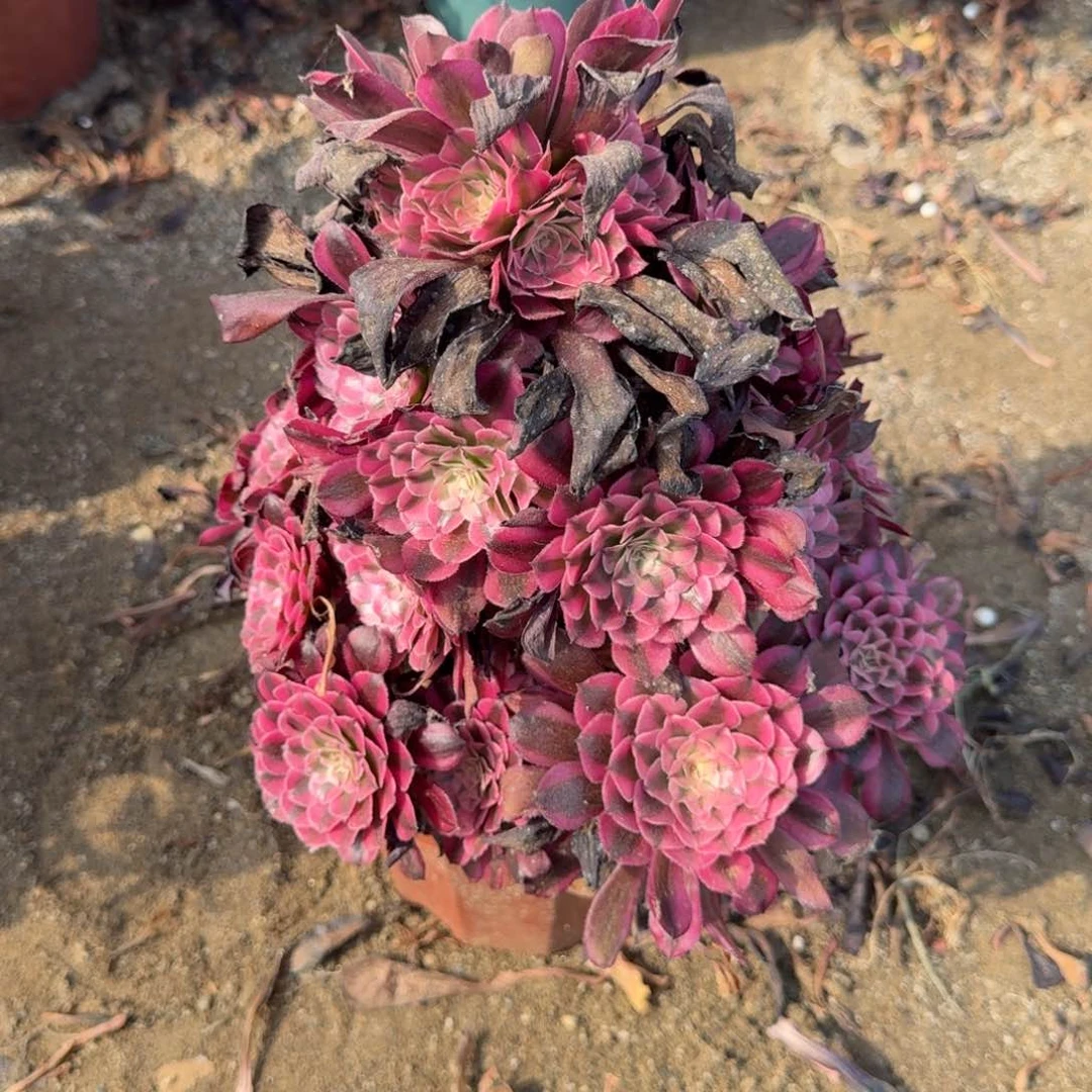 紫砂花好月又圆18～217