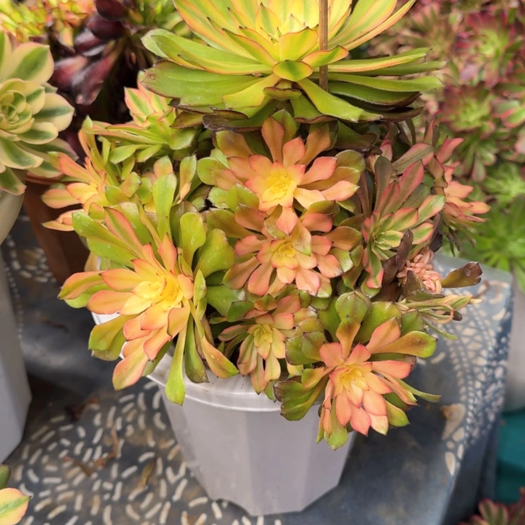 【闪购商品】瓷20黄昏鲸****5