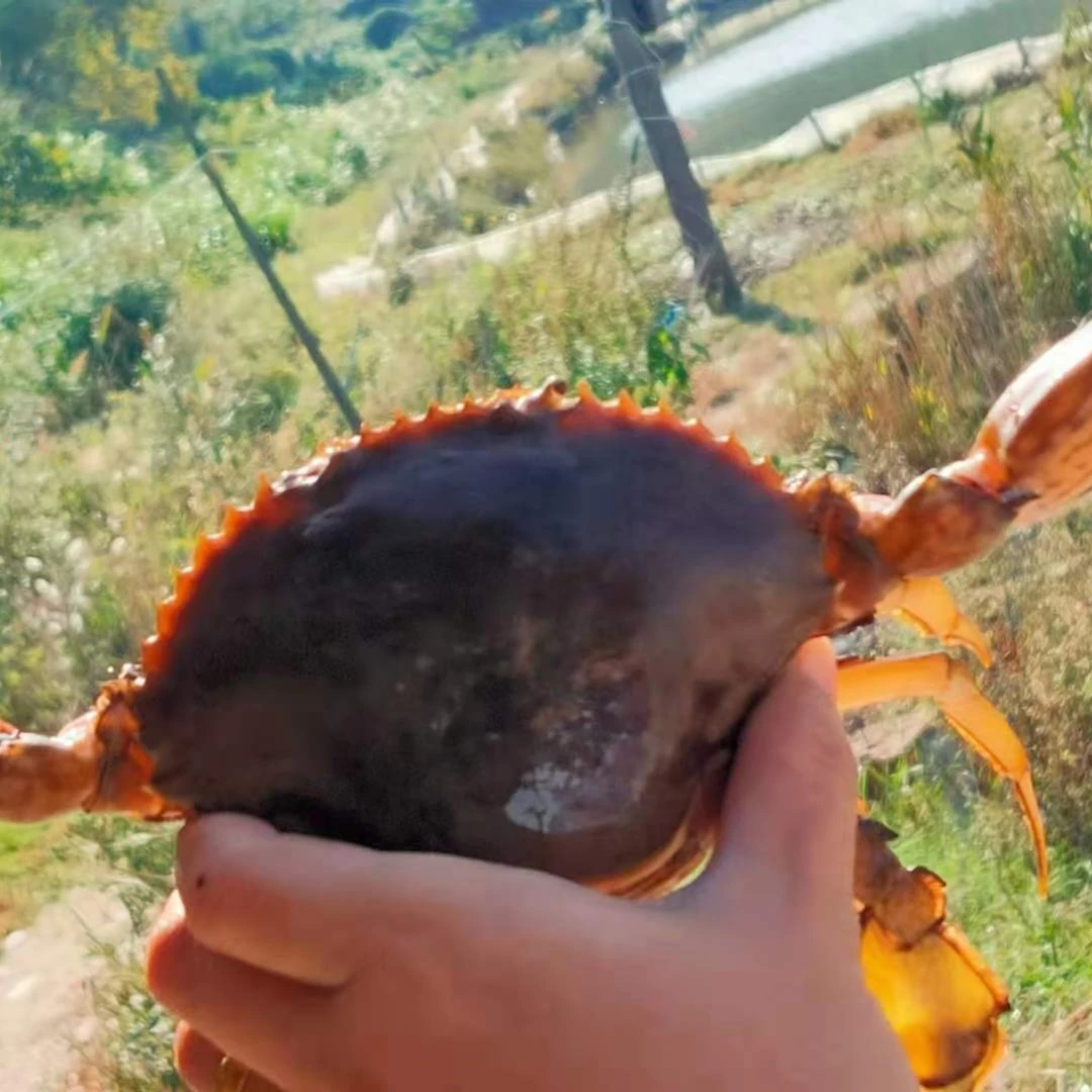 三门青蟹鲜活特大超大青蟹 红膏蟹母螃蟹红鲟非黄油蟹海鲜水产2斤