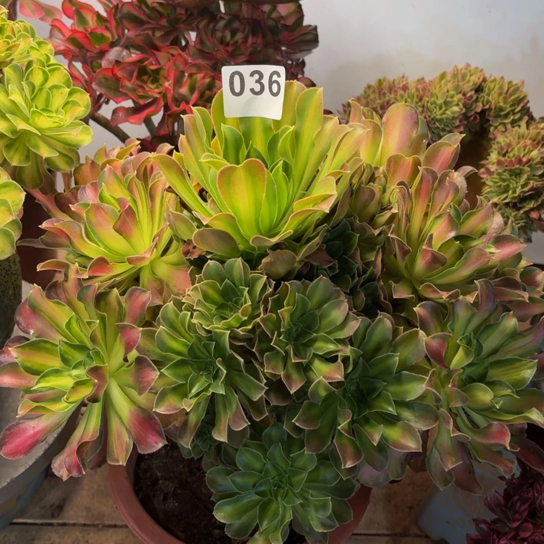 多肉法师韶华036