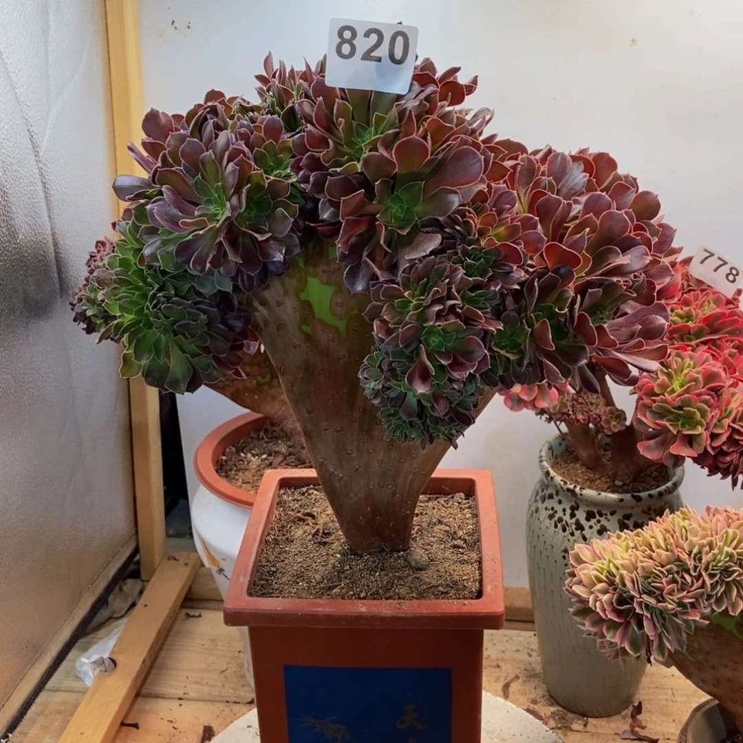 多肉法师欧子缀820