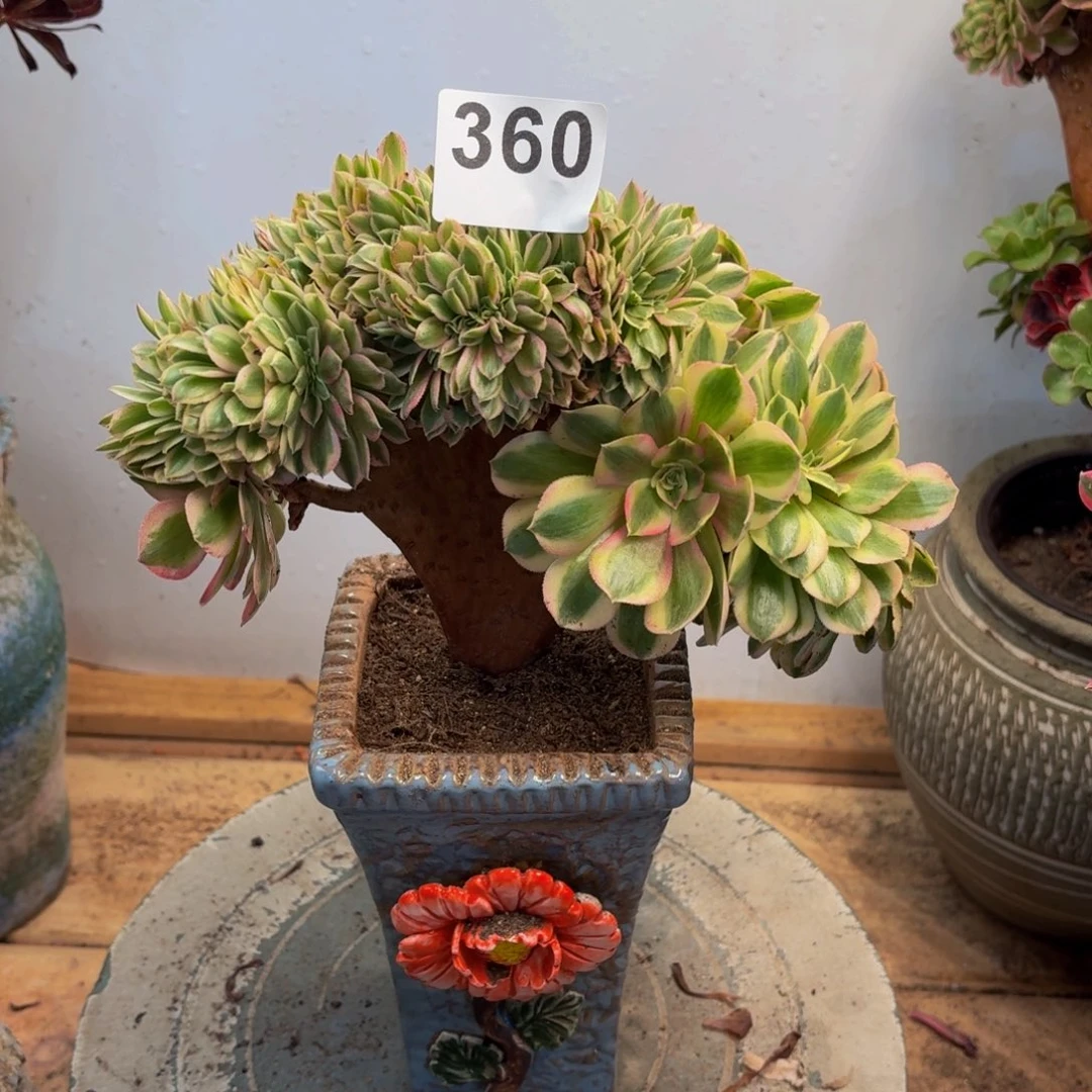 多肉法师万白缀360