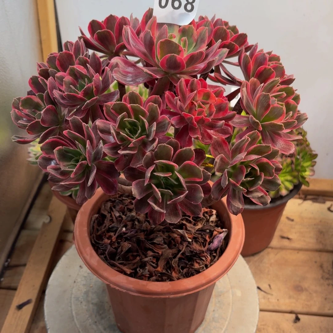 多肉法师赤霞飞068