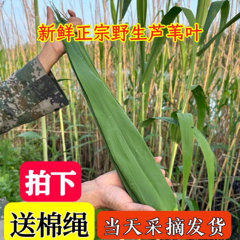 【江边野生】芦苇叶粽叶柴叶不泡水不泡药保温箱发货