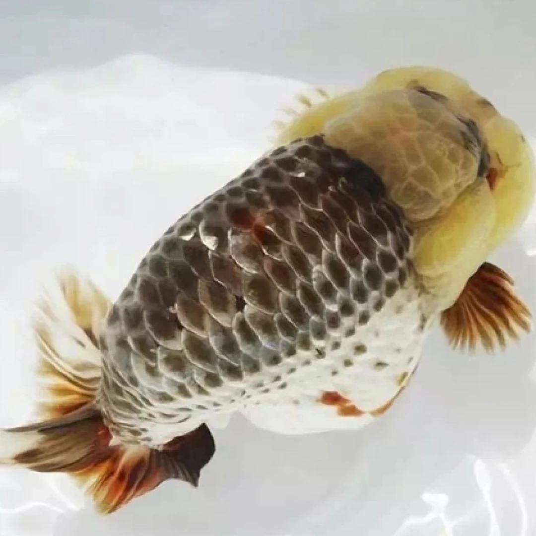 庄爷直播间兰寿娃娃脸金鱼竞拍活体观赏鱼 私拍不发