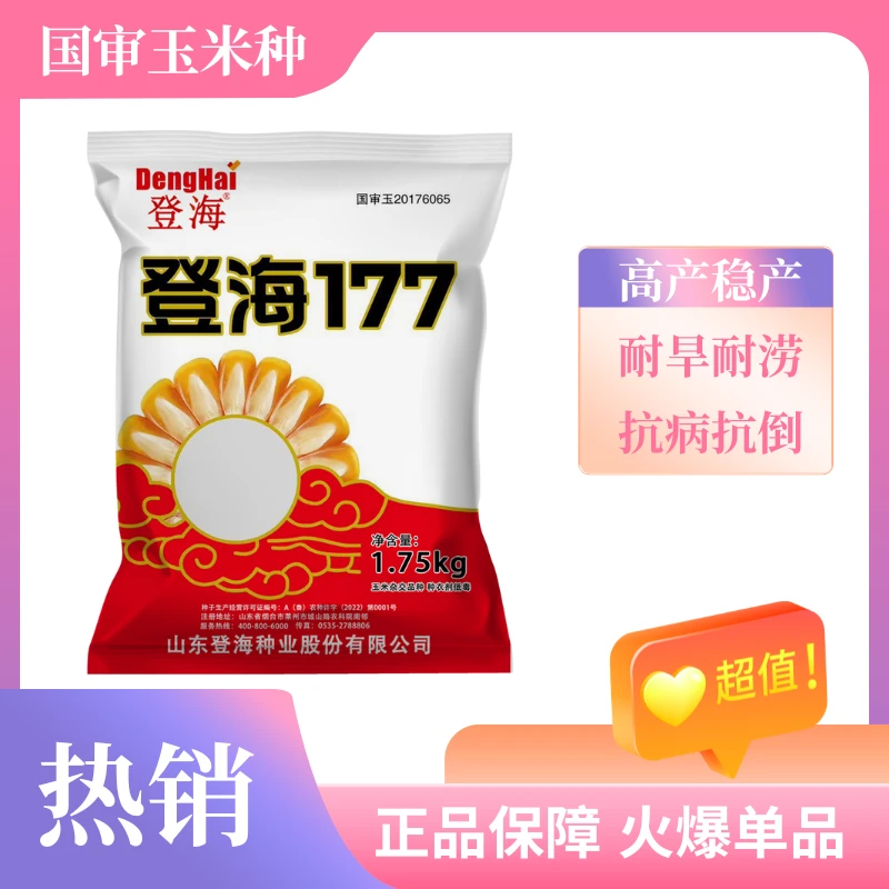 登海177一粒封顶 高产倒伏 黄金品质