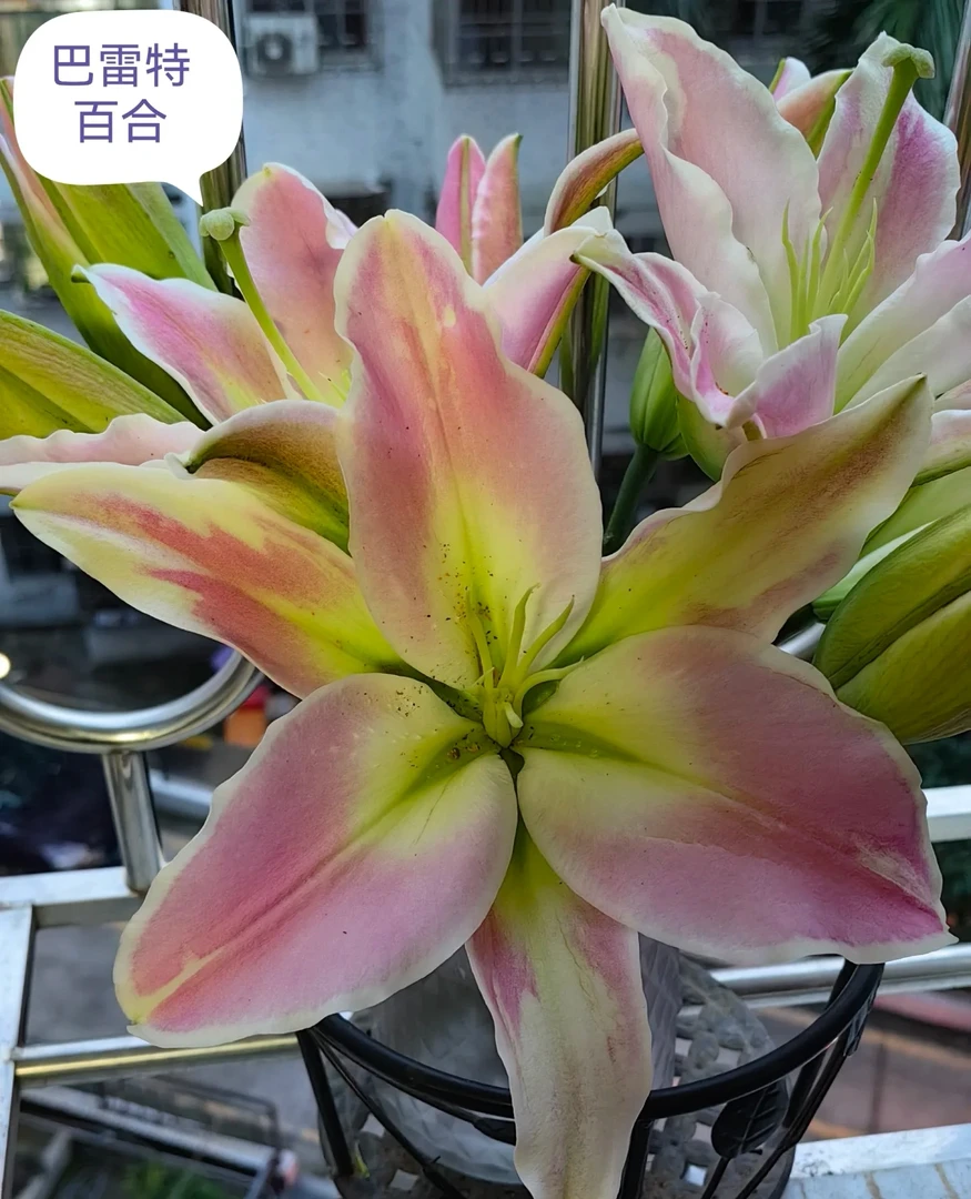 巴雷特香水百合（ 同地址两单顺丰冷链包邮）