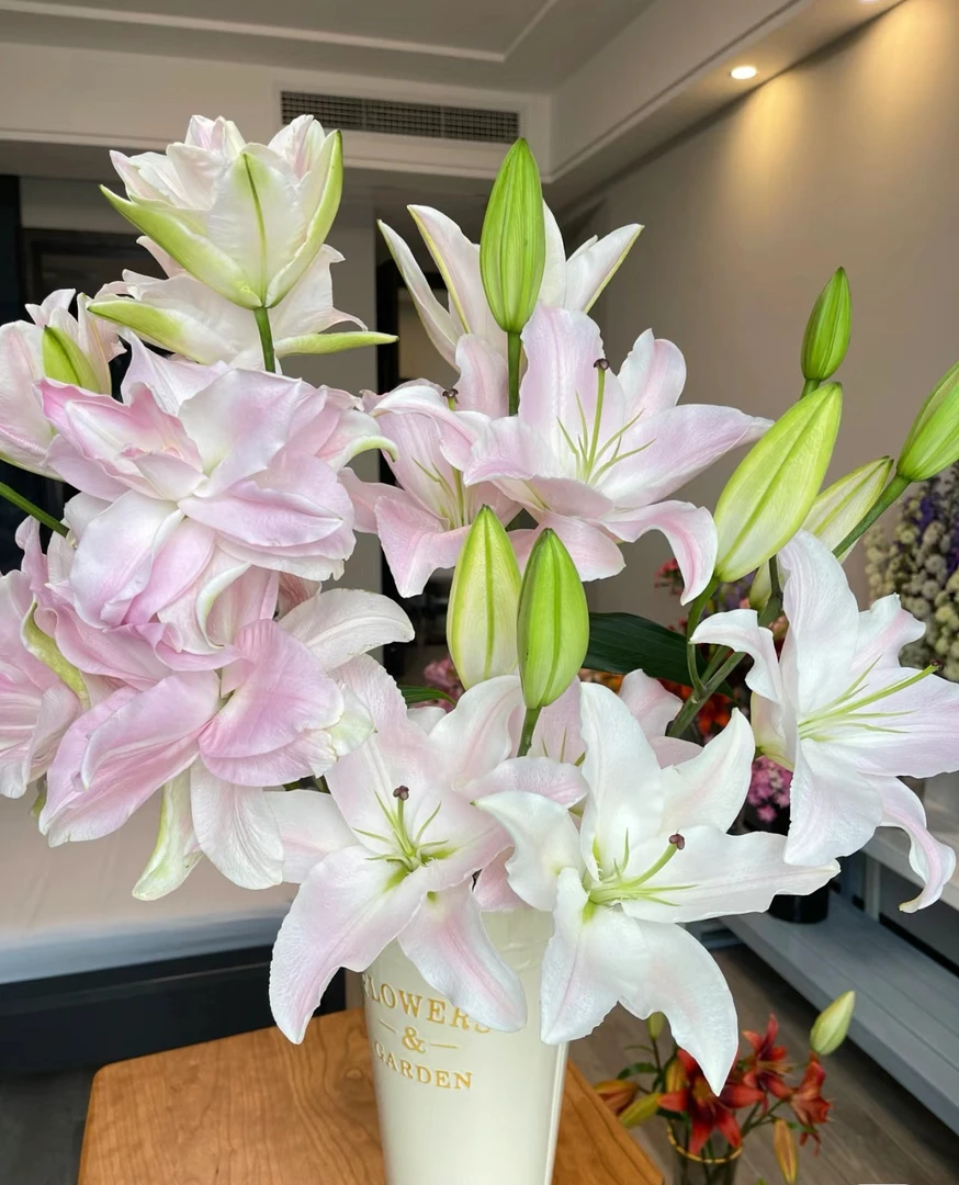 粉天使香水百合（ 同地址凑两单顺丰包邮）