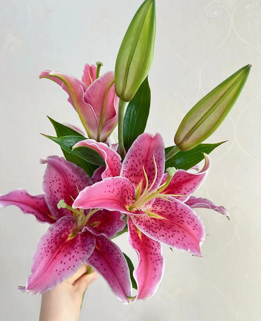 草莓沐恩香水百合（ 同地址任意凑两单顺丰包邮）