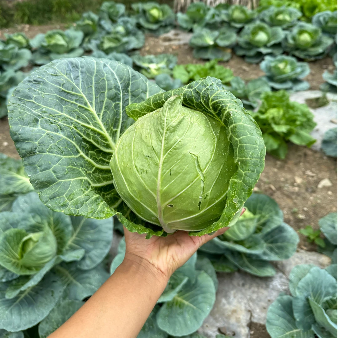 贵州本地农家露天自种牛心菜 包心菜 卷心菜 农家自种新鲜蔬菜