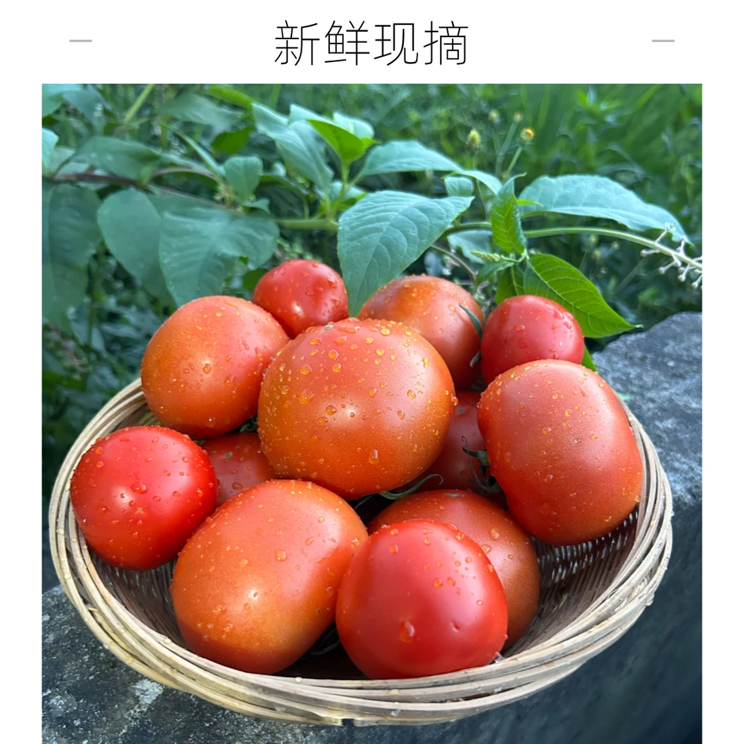 （顺丰包邮）贵州露天西红柿 露天农家自种 自然成熟 现摘现发