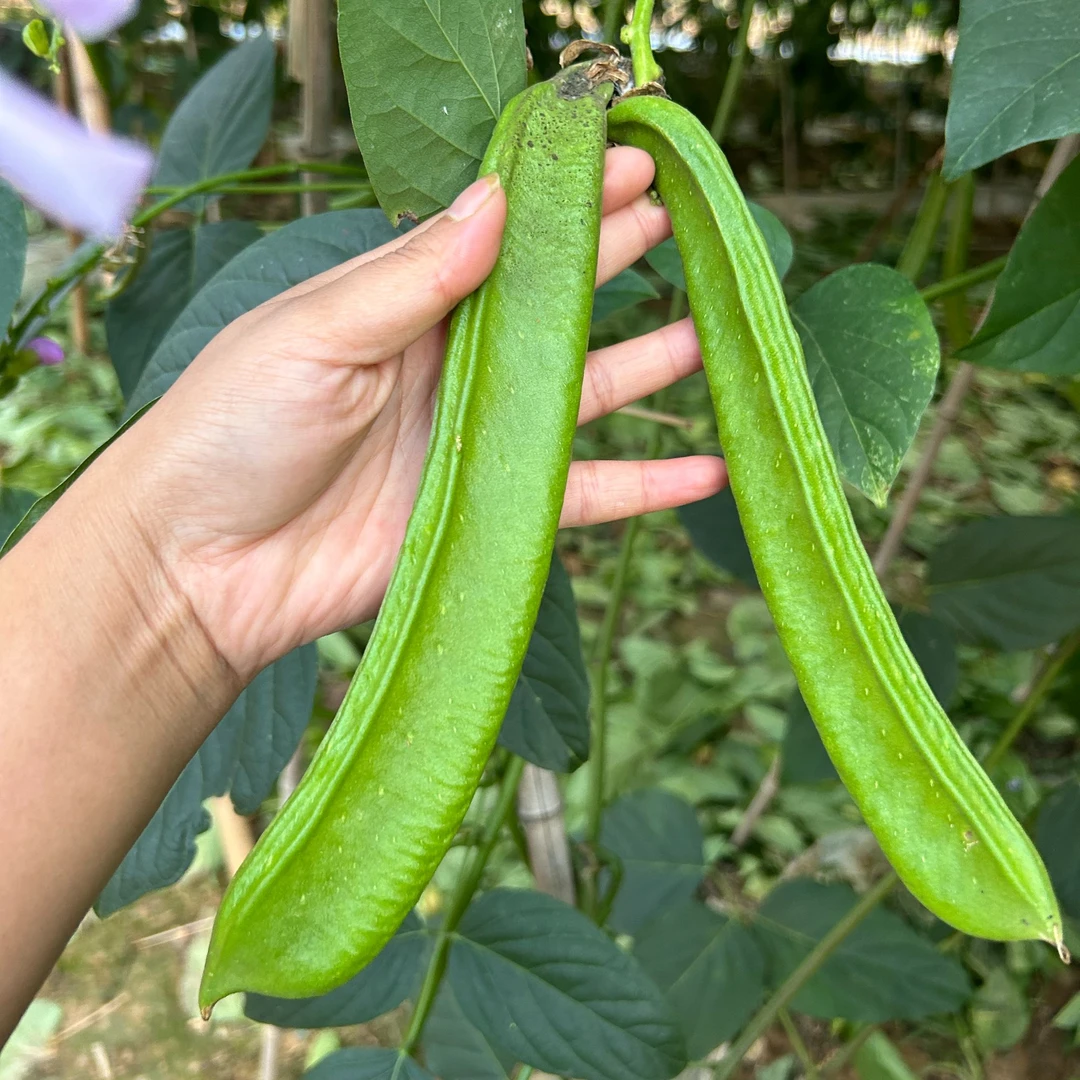 贵州本地新鲜刀豆农家自种现摘现发可切片炒可腌制泡沫箱加冰发货