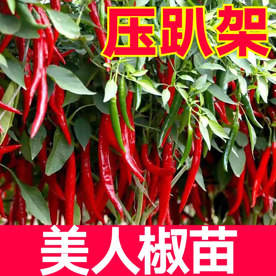 压趴架香辣美人椒苗秧种子干鲜青红两用高产春秋四季阳台盆栽带土