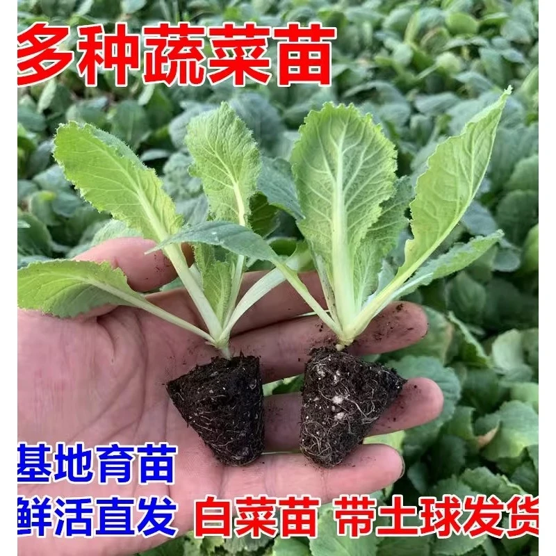 适合秋季种的蔬菜苗秧苗 四季各种当季大全秋天阳台有机秋播耐寒