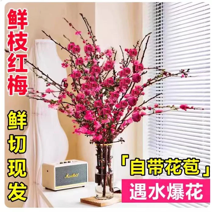 【春节开花】年宵花卉红梅桃花新年水培鲜花真花开花快好养易活花卉