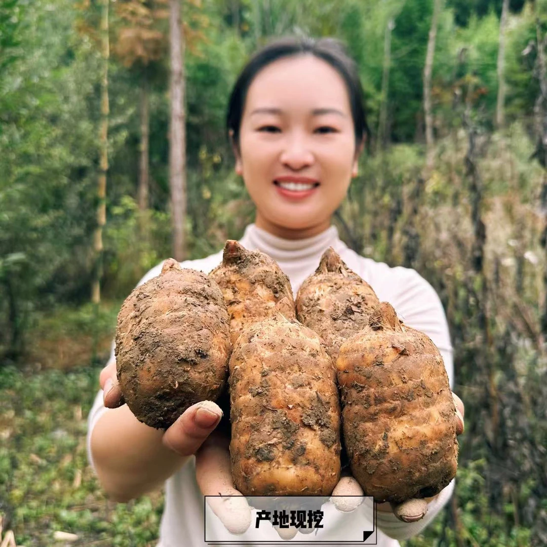 小梅家昭通小草坝仿野生种植天麻3年老麻1/3/5斤