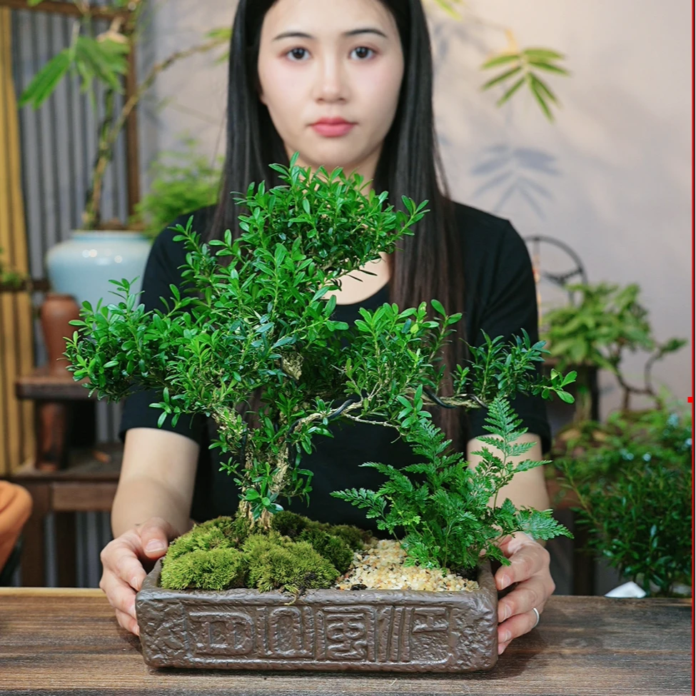 老桩雀舌皱皮黄杨盆景四季常青正宗小叶黄杨易活定型高档名贵老苗
