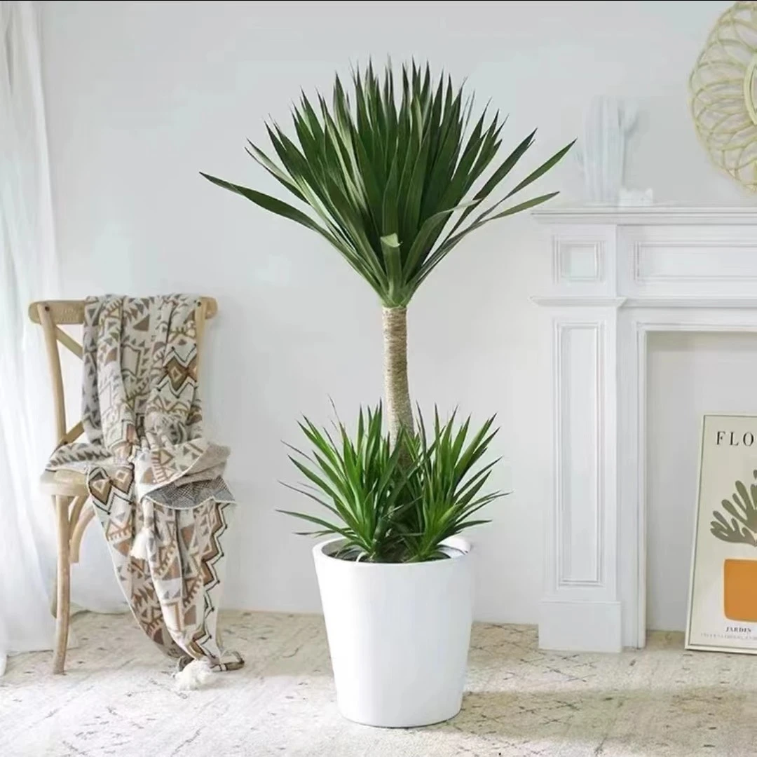 高级懒人绿植老桩太空铁龙血树四季常青客厅好养大型绿植盆栽基地